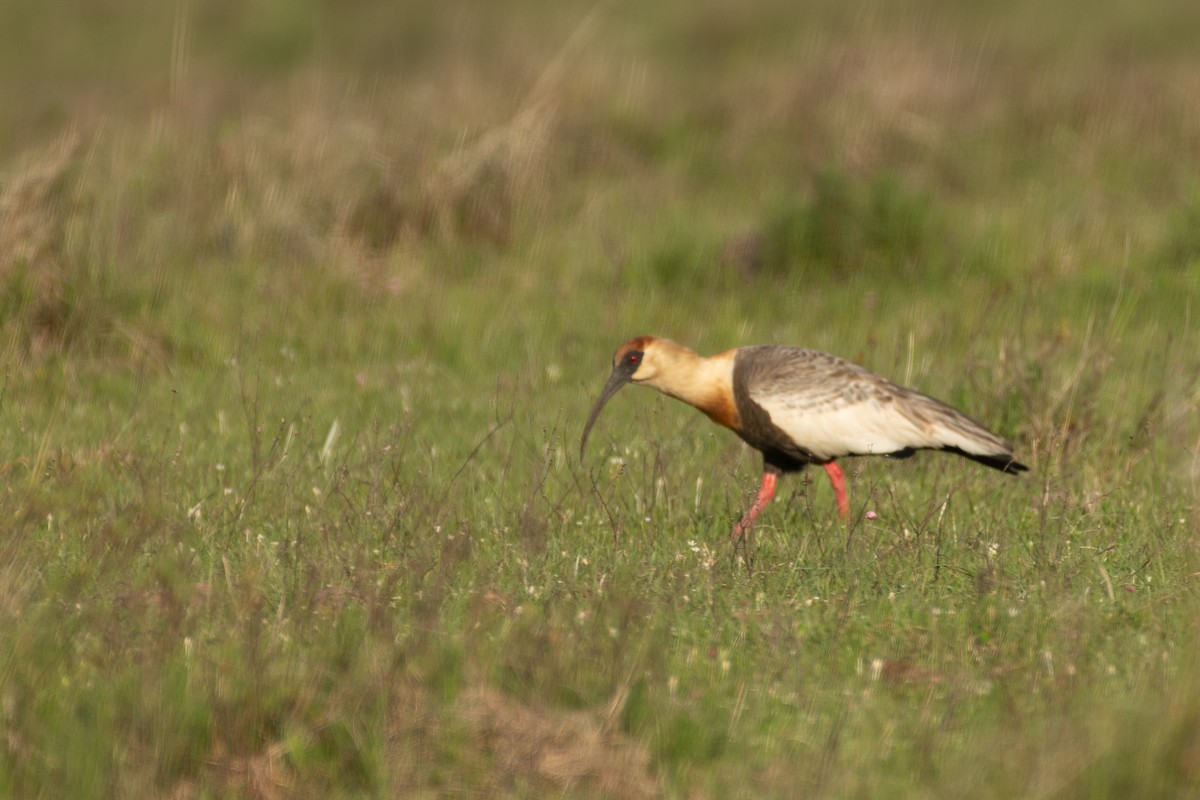 Buff-necked Ibis - ML644257703