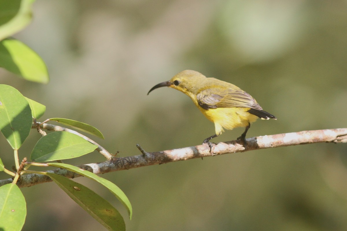 Sahul Sunbird - ML644257705