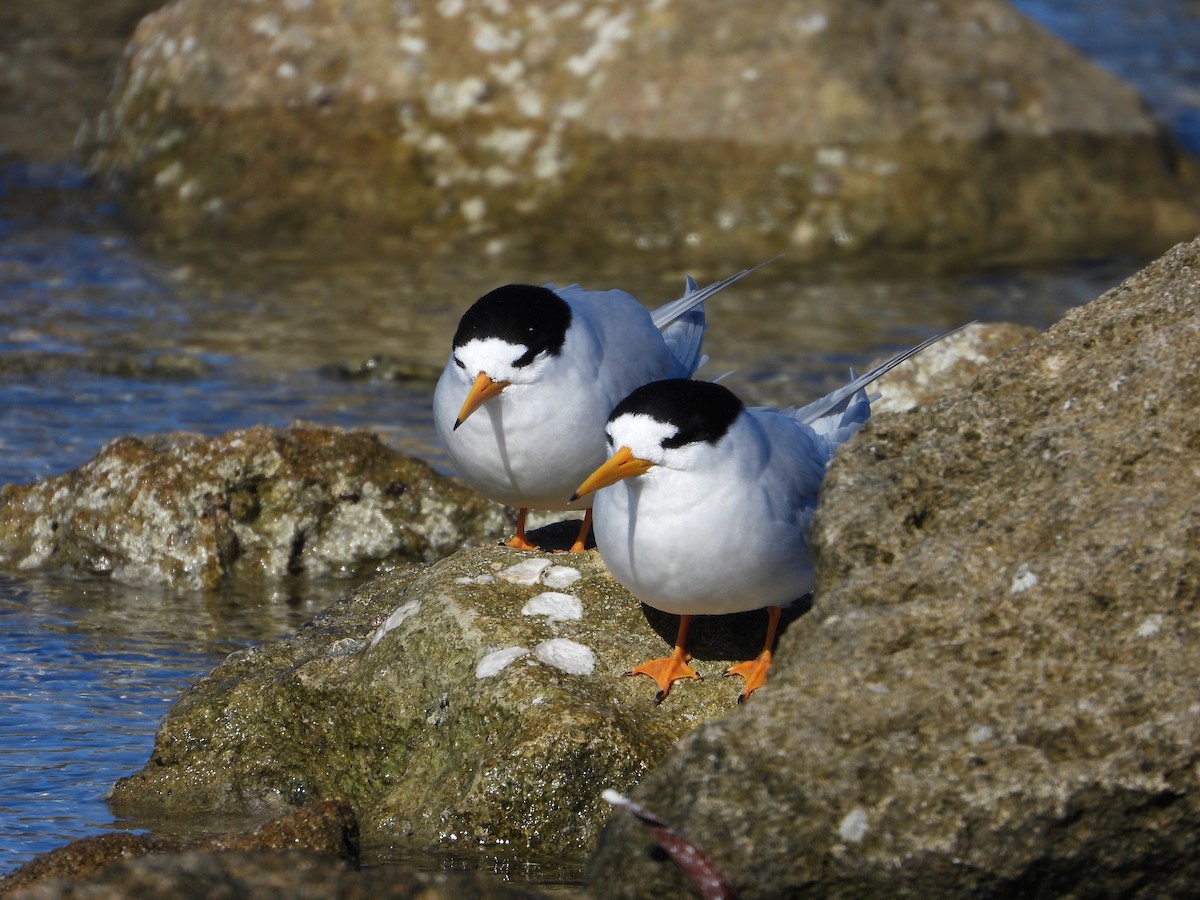 alveterne - ML644257718