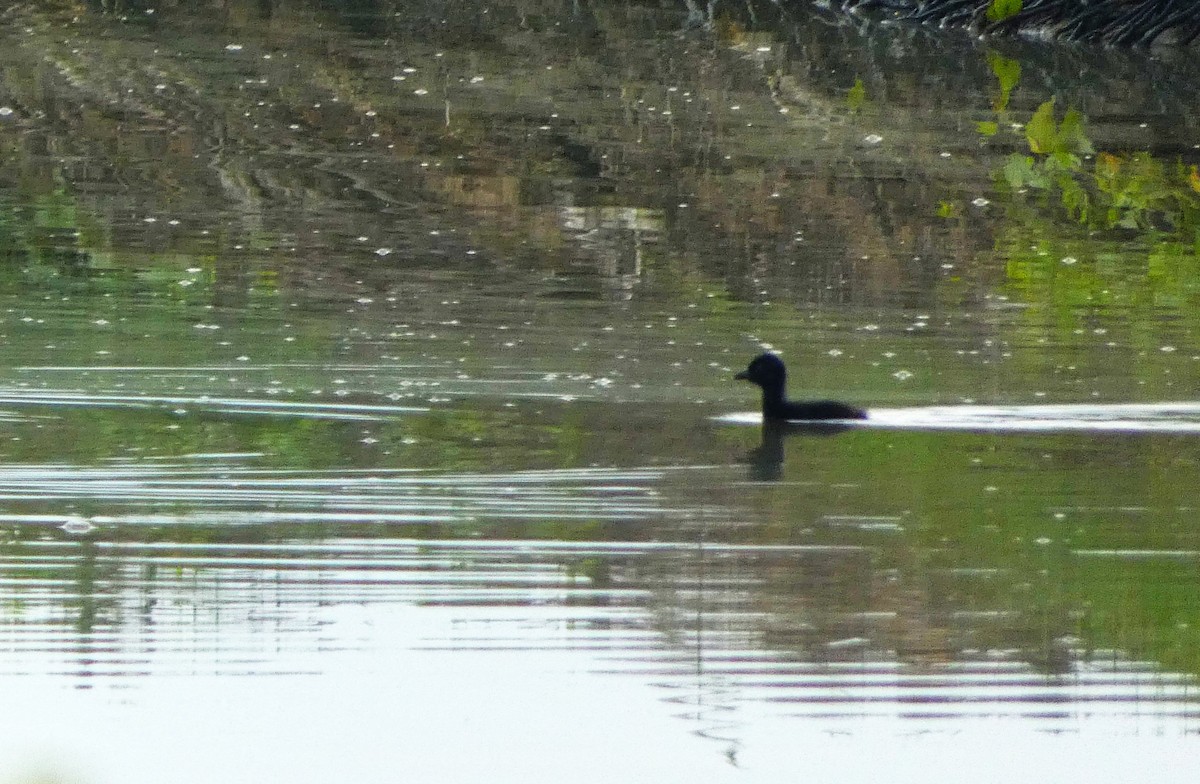 白腹秧雞 - ML644257729