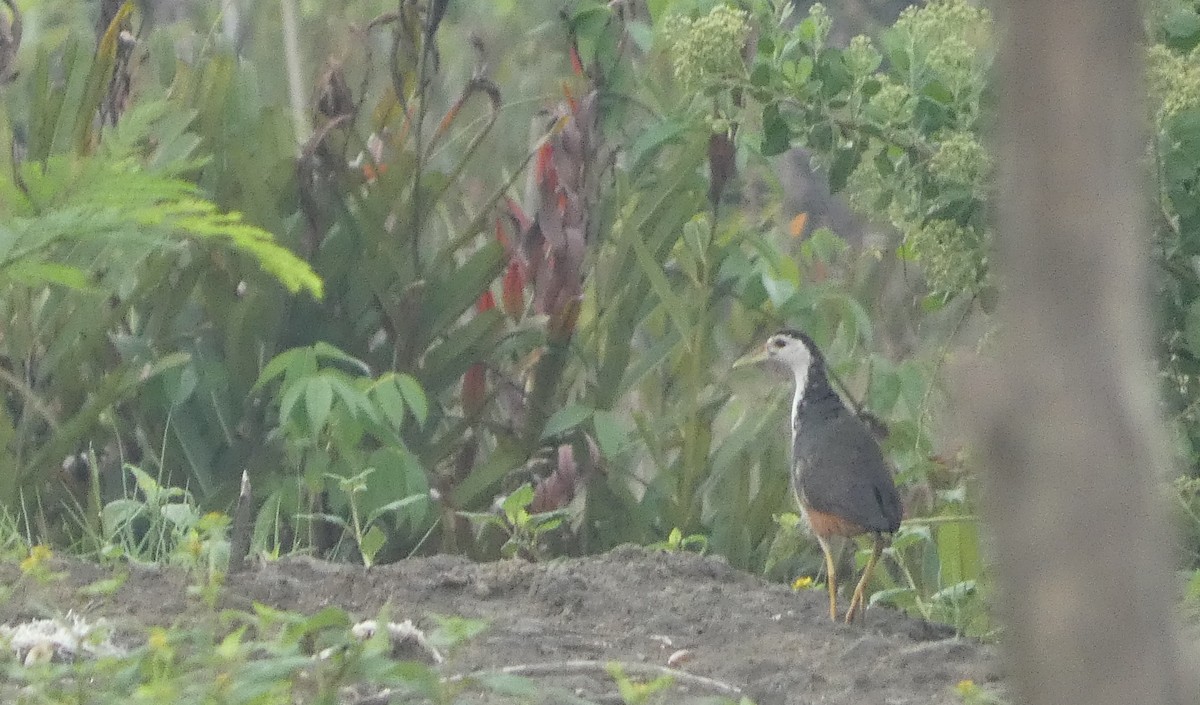 白腹秧雞 - ML644257730