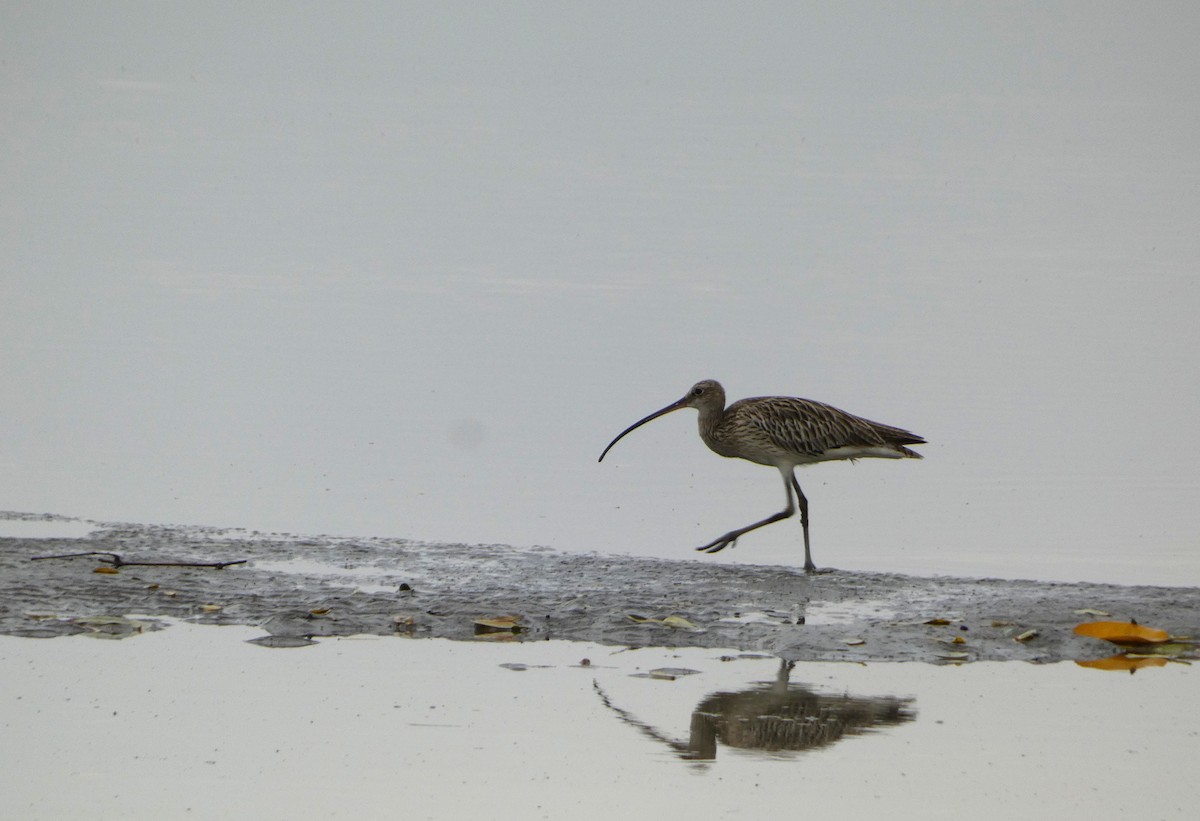 大杓鷸 - ML644257733