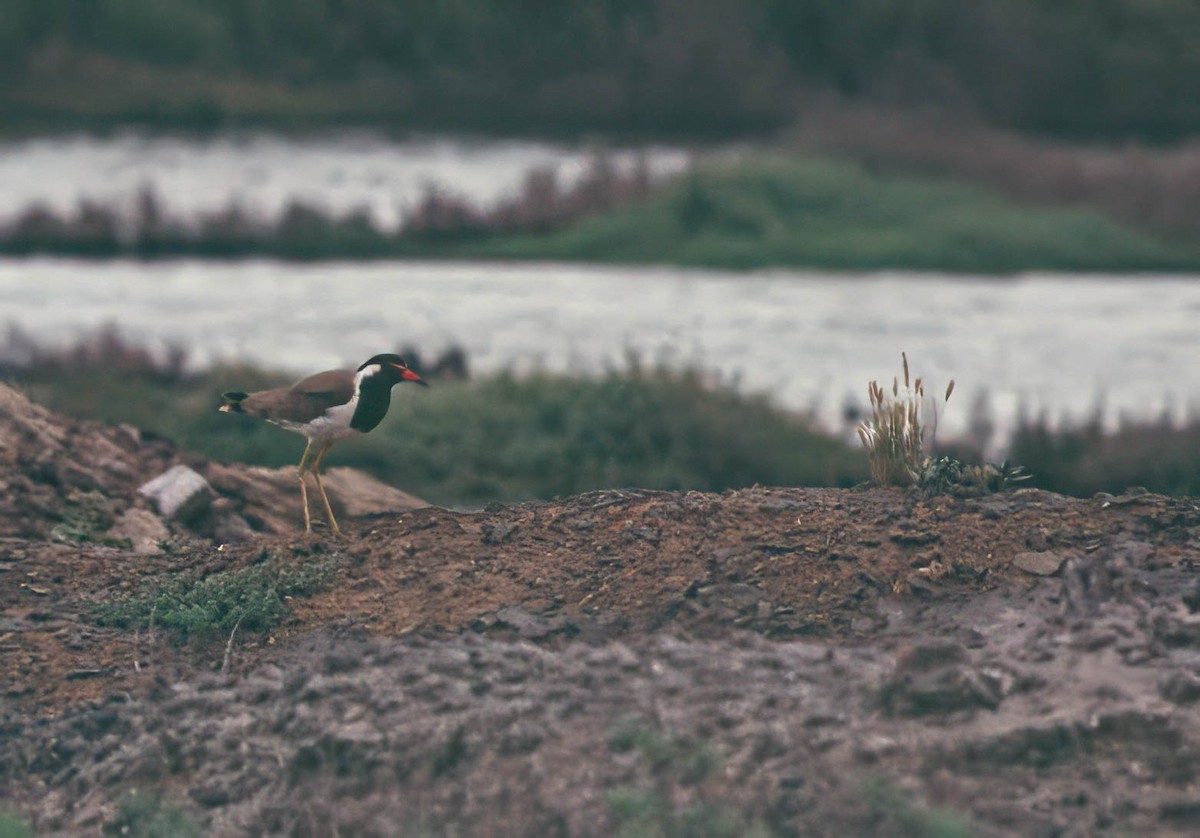 Red-wattled Lapwing - ML644257738