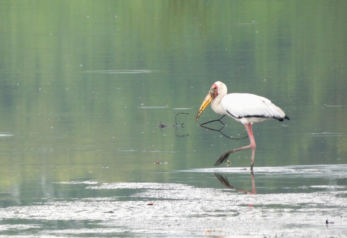 Milky Stork - ML644257742