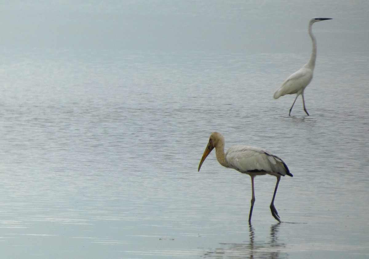 Milky Stork - ML644257745