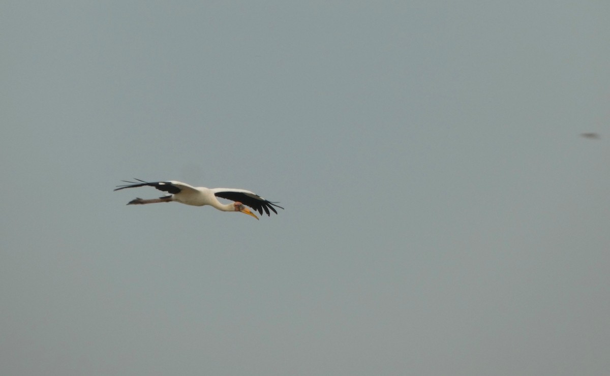 Milky Stork - ML644257748