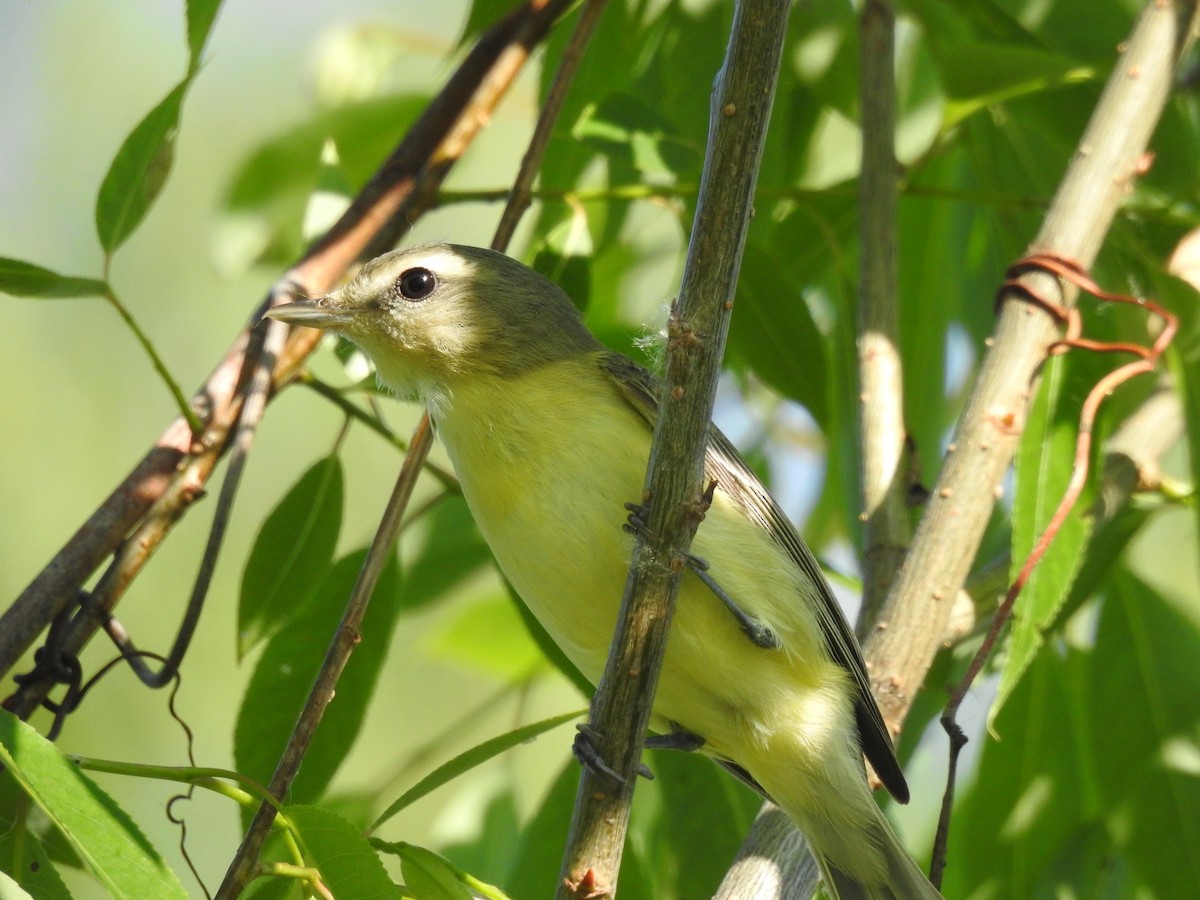 Philadelphia Vireo - ML644257750