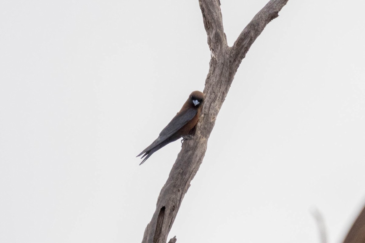 Little Woodswallow - ML644257751