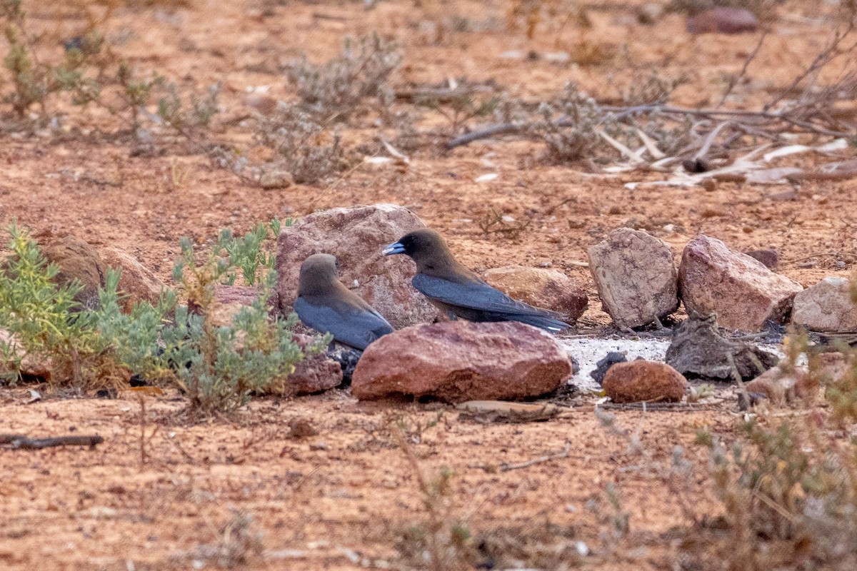Little Woodswallow - ML644257752