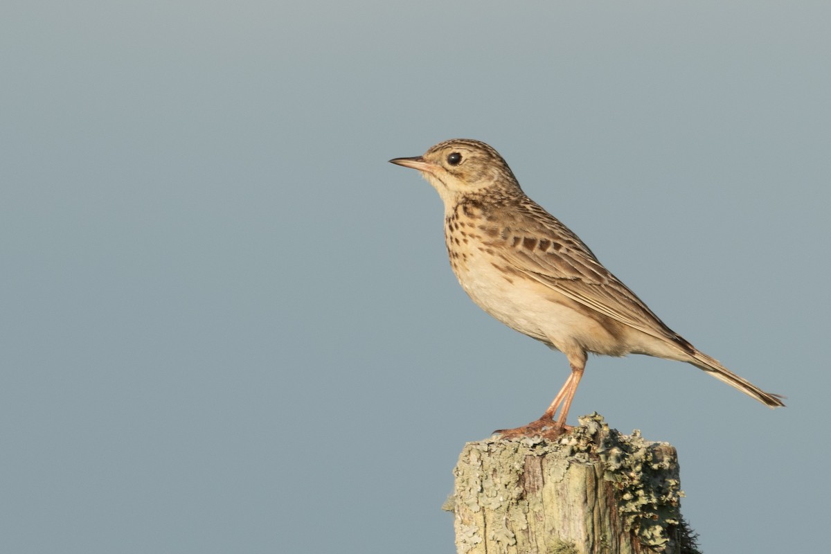 Hellmayr's Pipit - ML644257755
