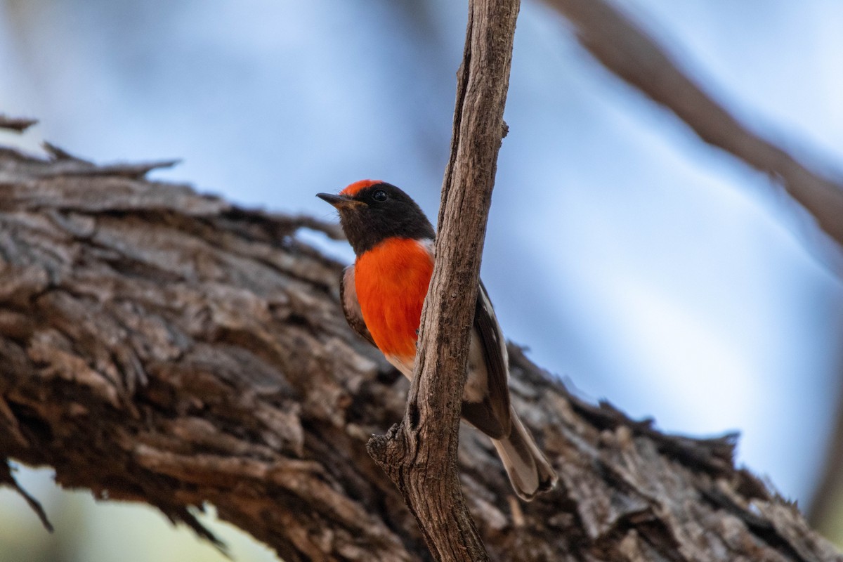 rødkroneflueskvett - ML644257758