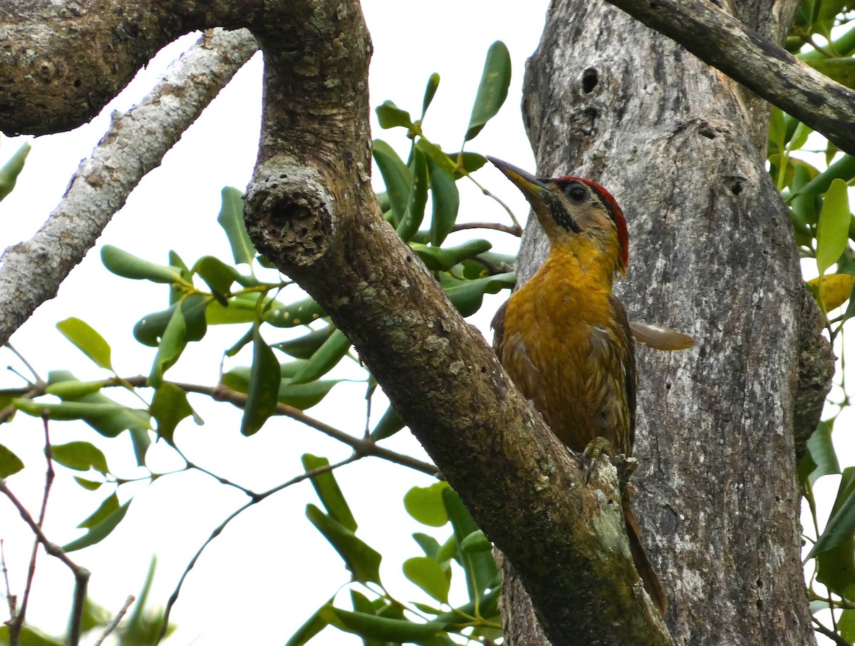 Laced Woodpecker - ML644257764