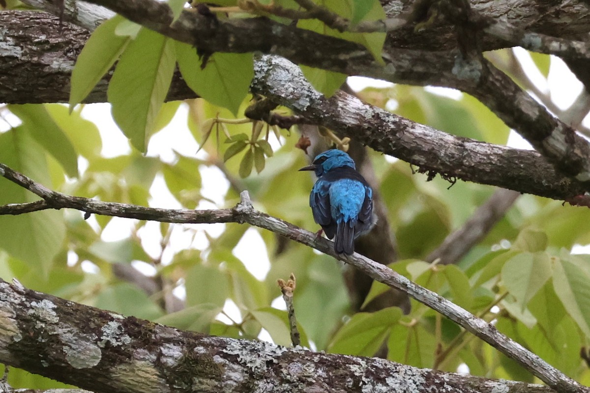 Blue Dacnis - ML644257773