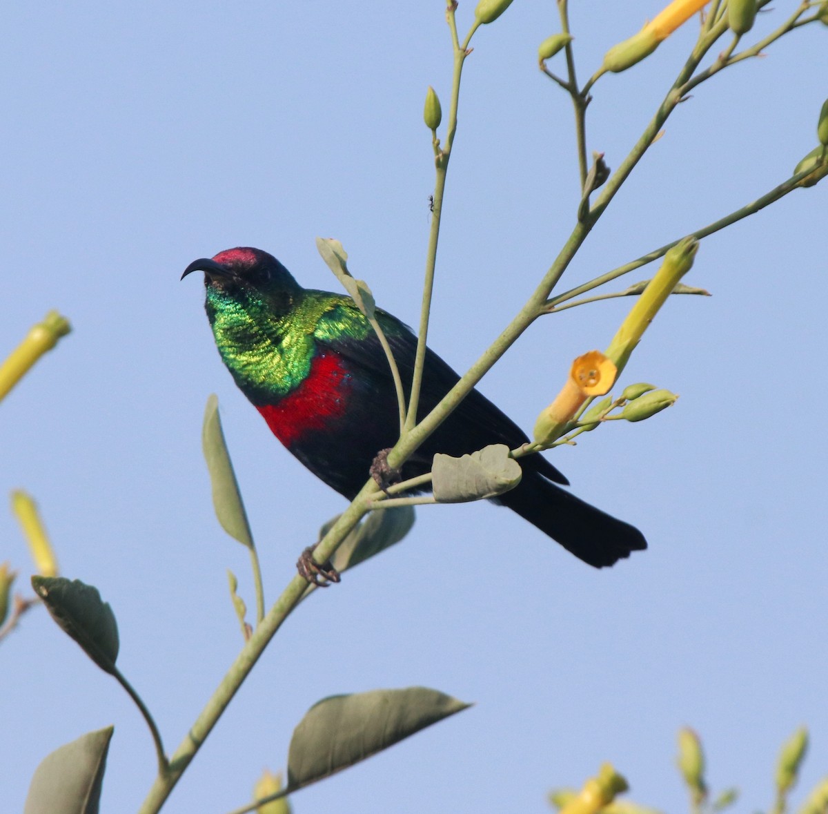 Abyssinian Sunbird - ML644257778