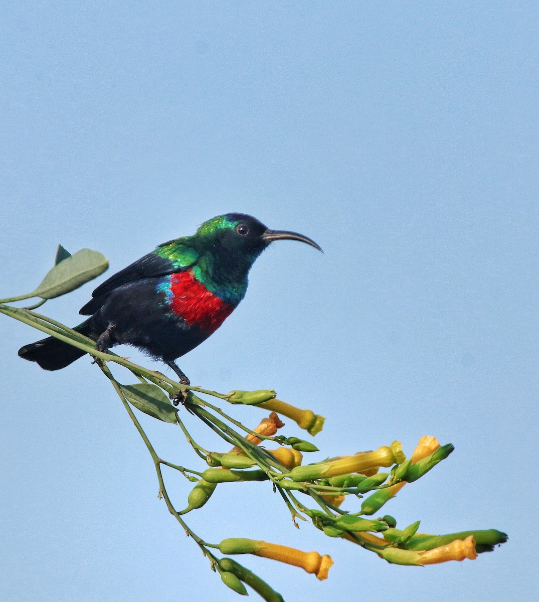Abyssinian Sunbird - ML644257784