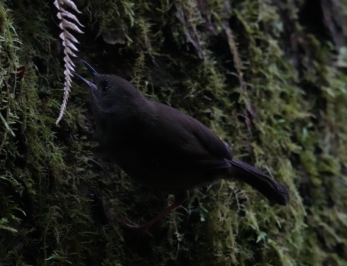 Tasmansericornis - ML644257785