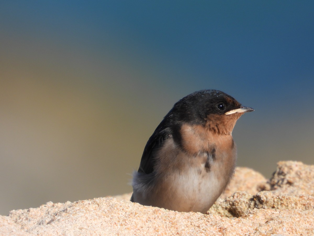 Welcome Swallow - ML644257793