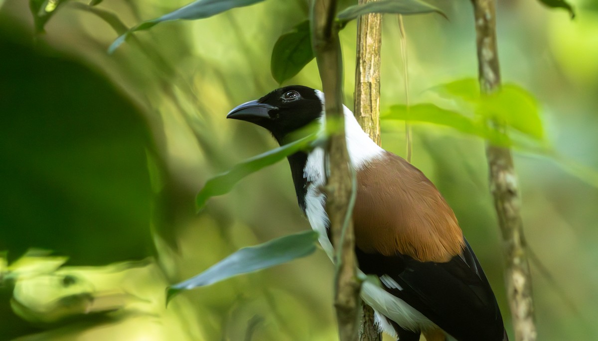 White-bellied Treepie - ML644257796