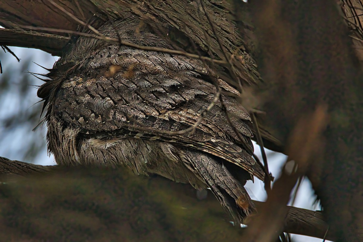 Tawny Frogmouth - ML644257806