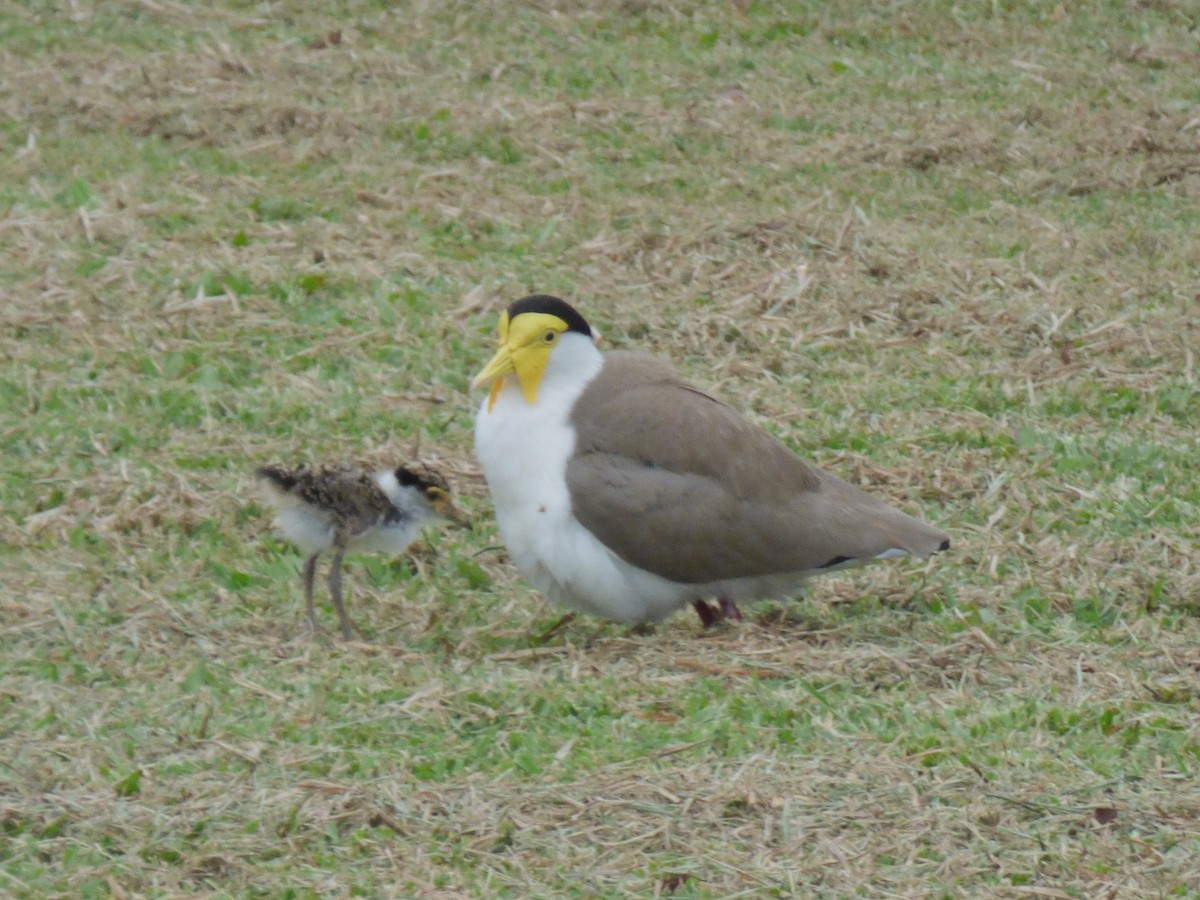 Masked Lapwing - ML644257807
