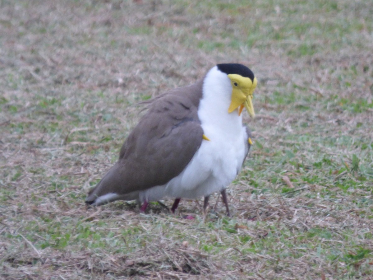 Masked Lapwing - ML644257808