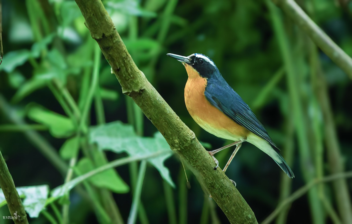 Indian Blue Robin - ML644257811