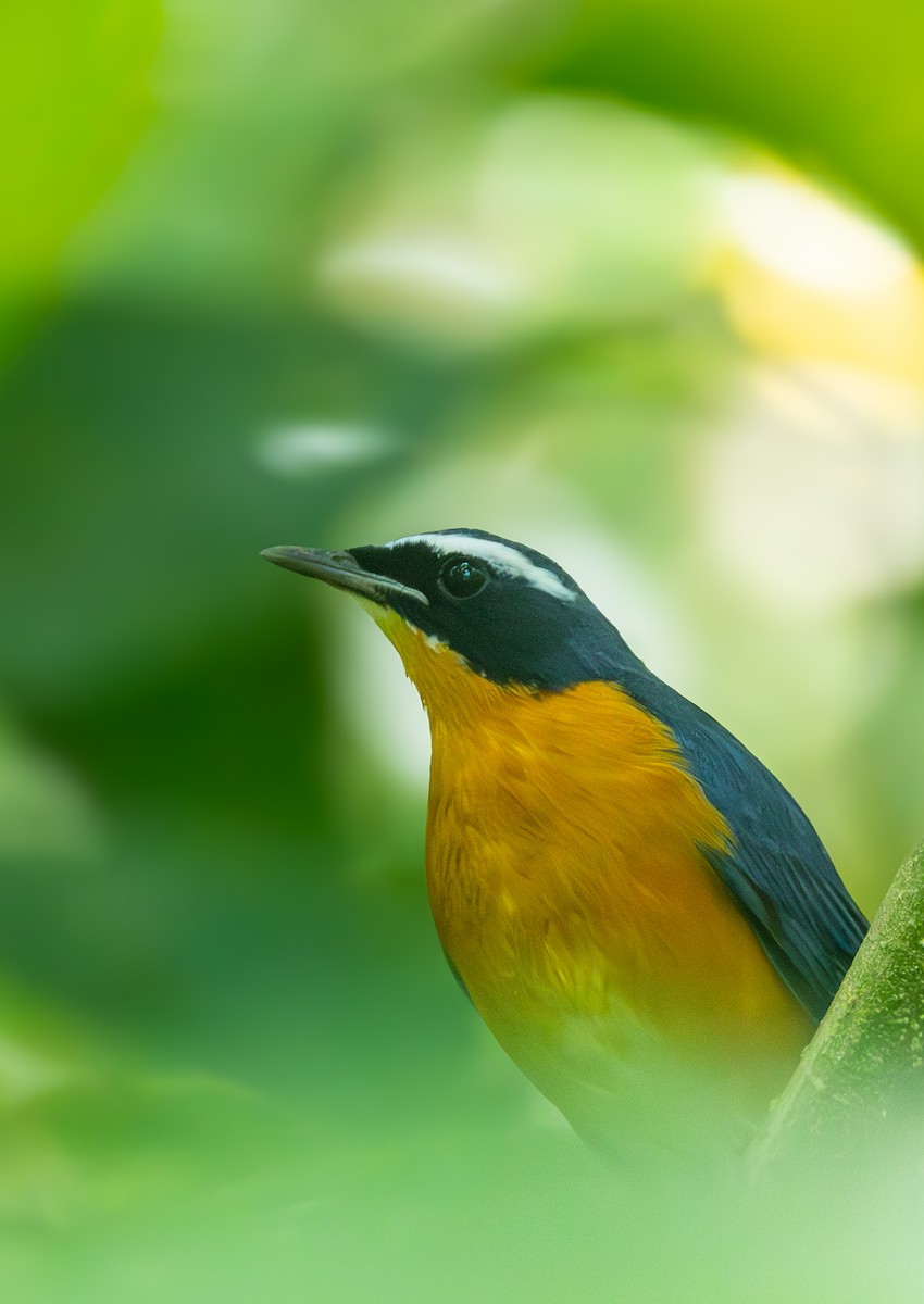 Indian Blue Robin - ML644257812