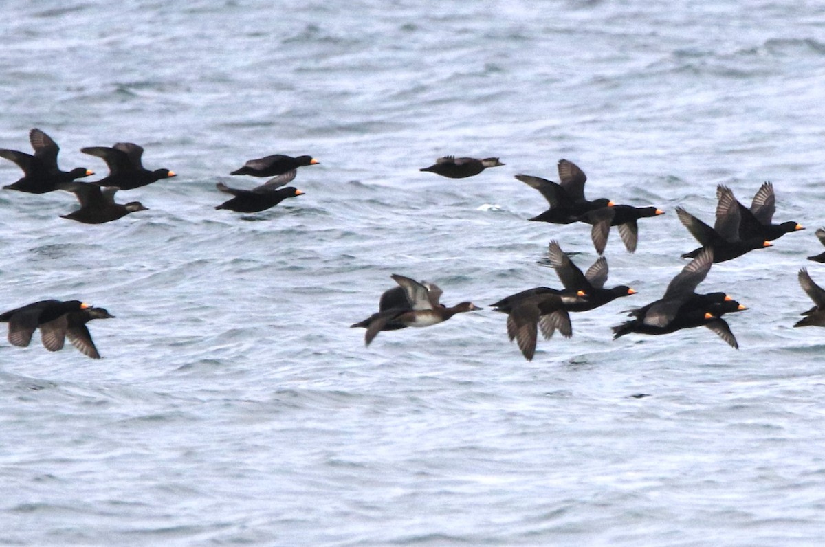 Морская чернеть - ML644257817