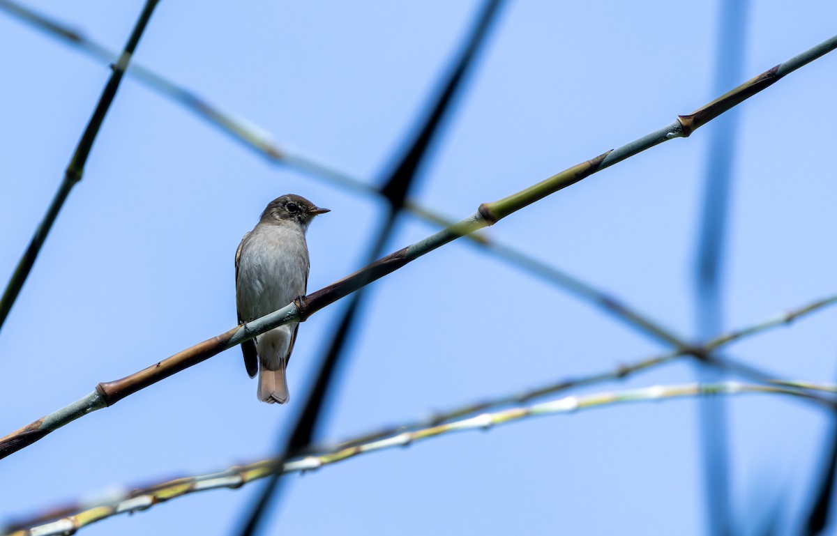 Rusty-tailed Flycatcher - ML644257818