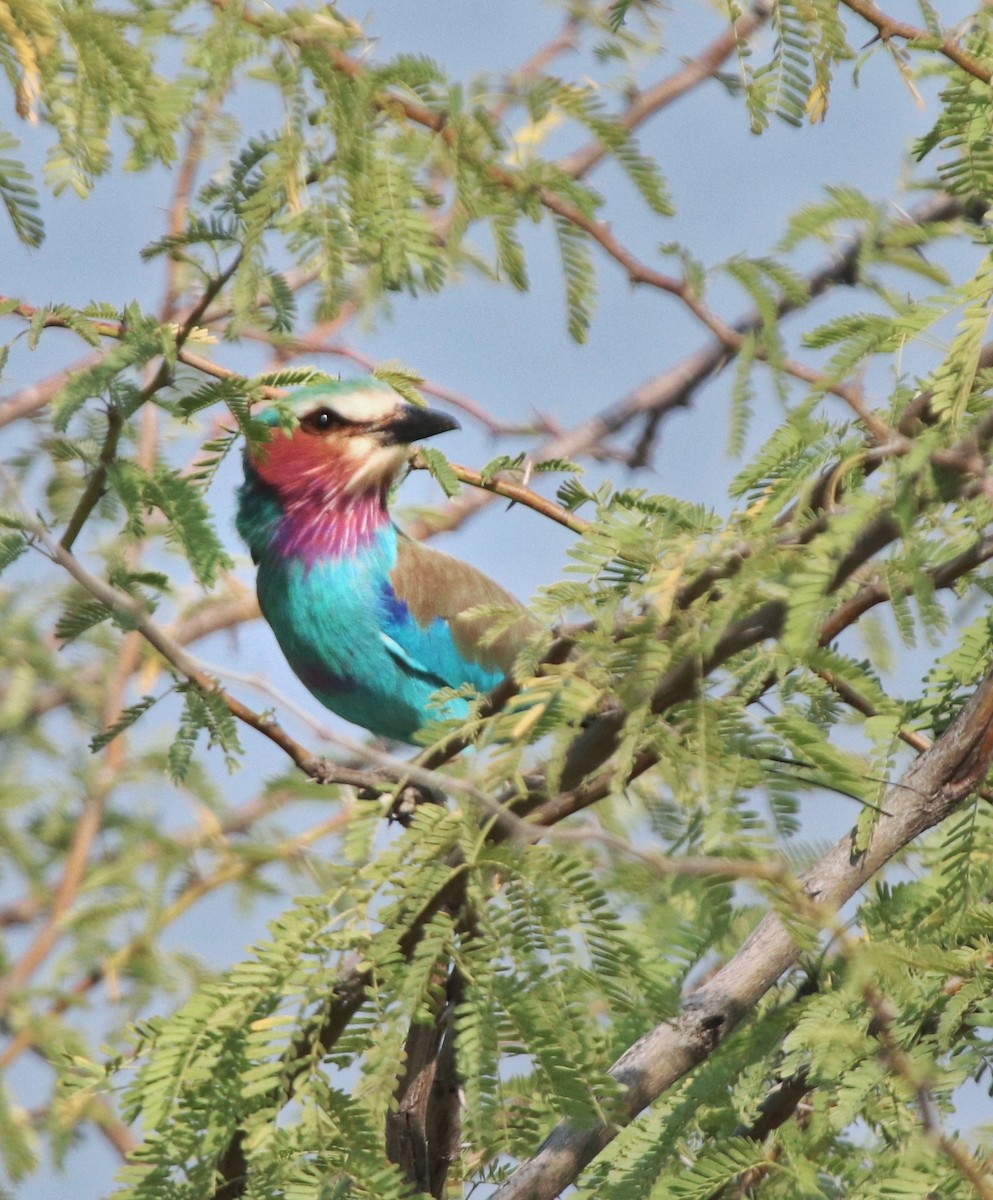 Lilac-breasted Roller - ML644257822