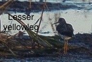 Lesser/Greater Yellowlegs - ML644257826