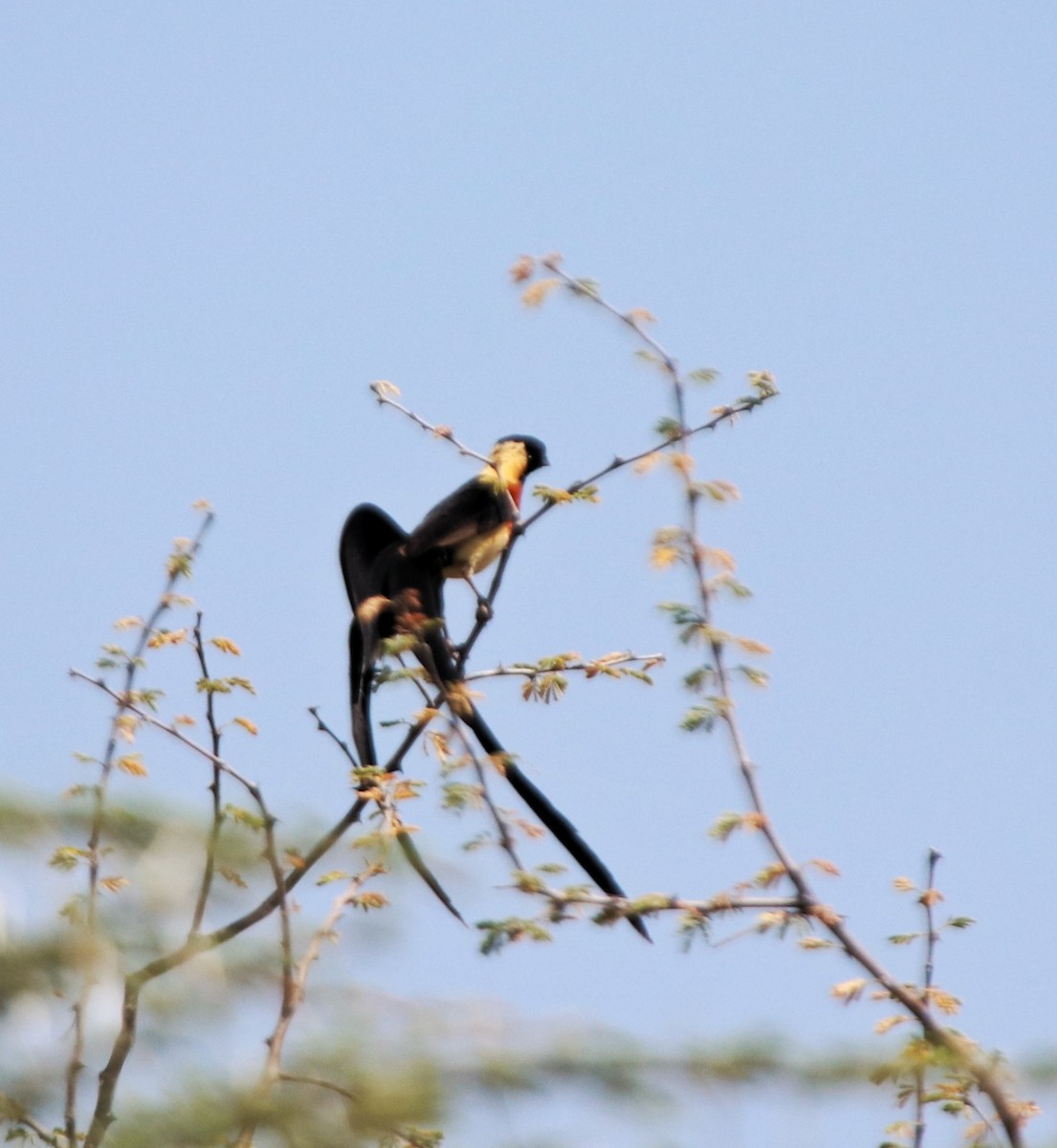 Eastern Paradise-Whydah - ML644257834