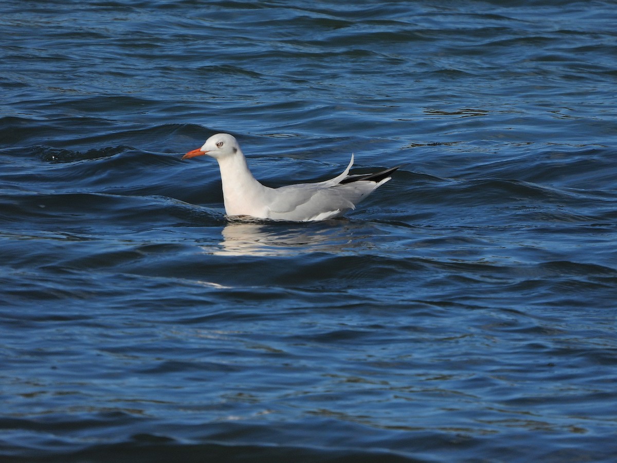 Slender-billed Gull - ML644257835