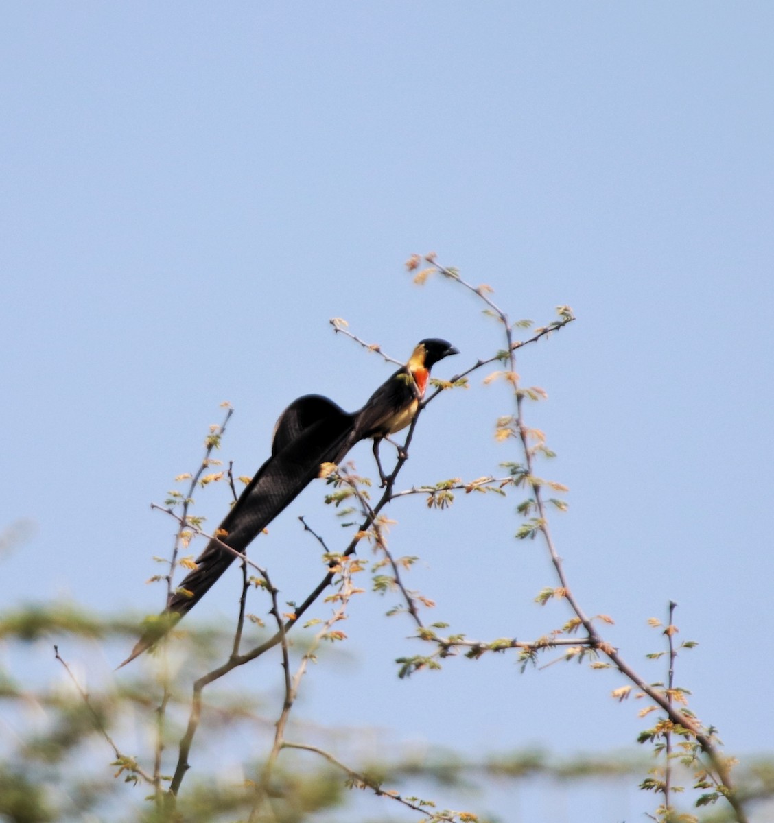 Eastern Paradise-Whydah - ML644257840