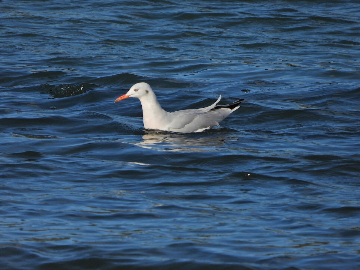 Slender-billed Gull - ML644257841