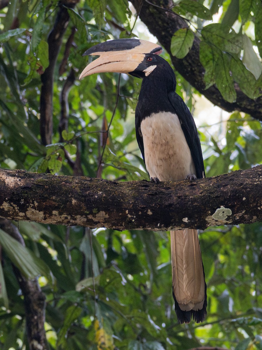 Malabar Pied-Hornbill - ML644257851