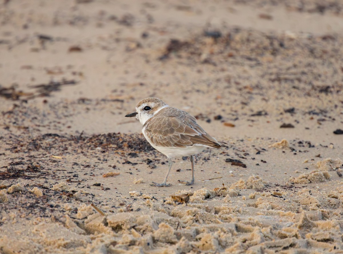 Snowy Plover - ML644257858