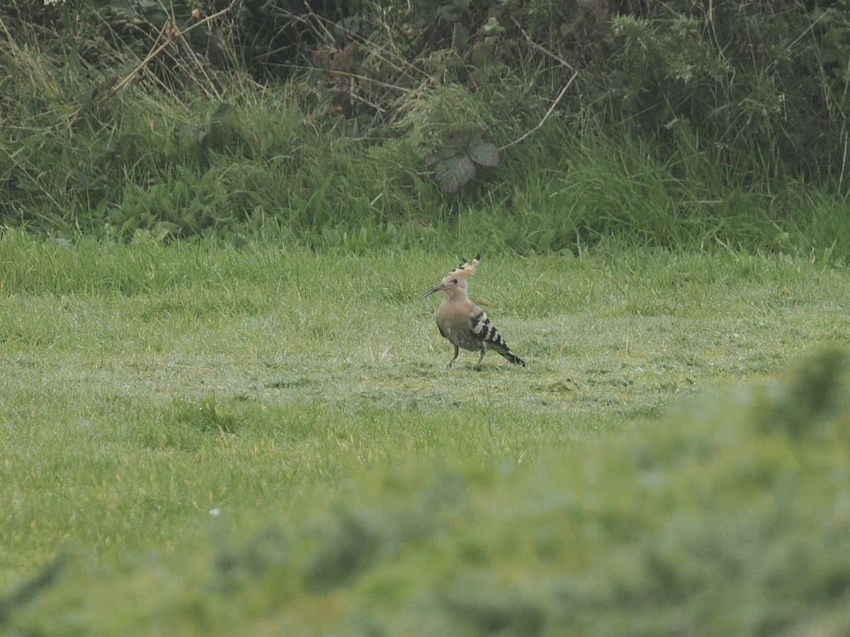Common Hoopoe - ML644257859