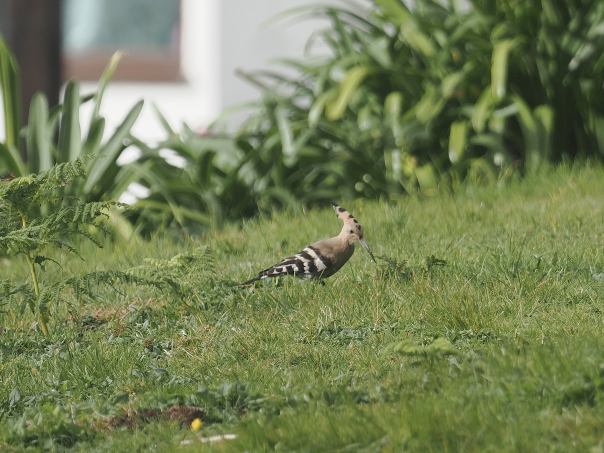Common Hoopoe - ML644257860