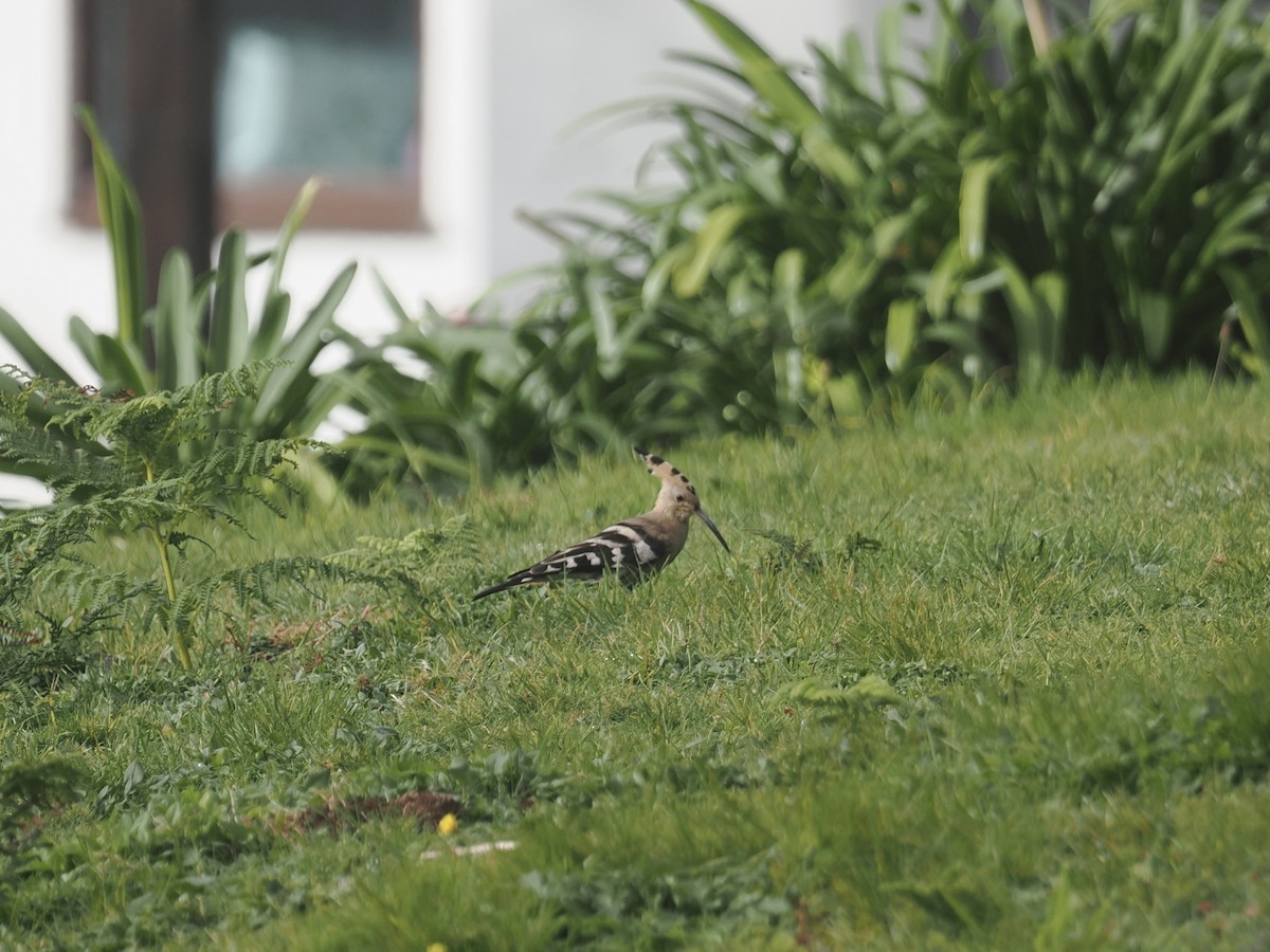 Common Hoopoe - ML644257861