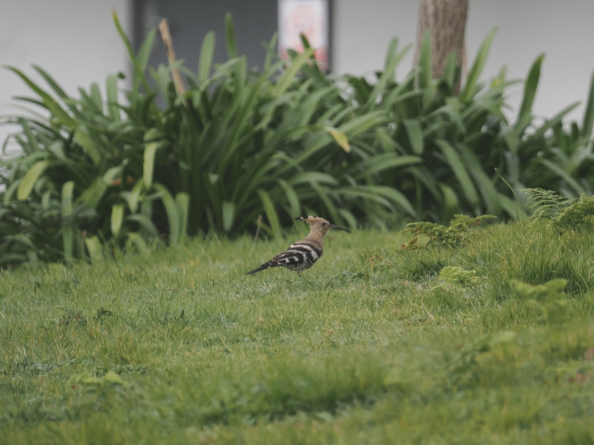 Common Hoopoe - ML644257862