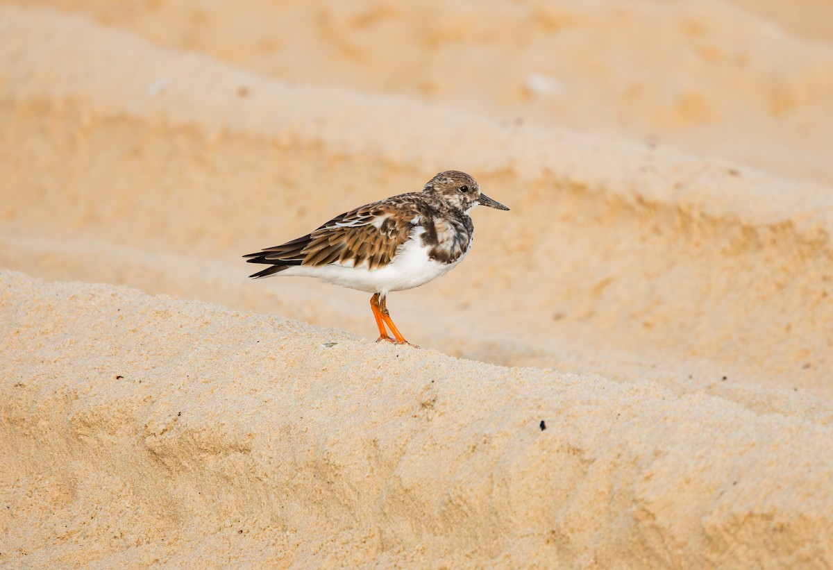 Ruddy Turnstone - ML644257863