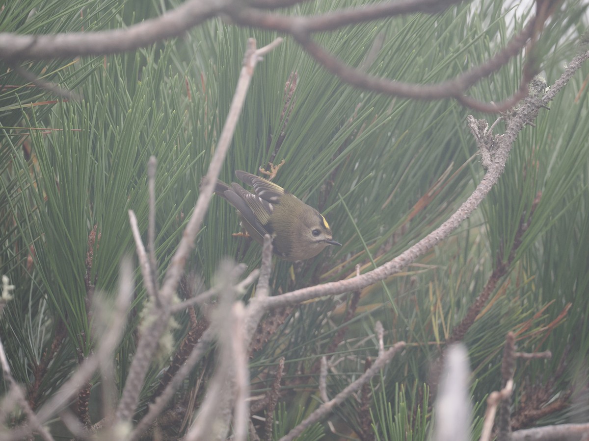 fuglekonge - ML644257864