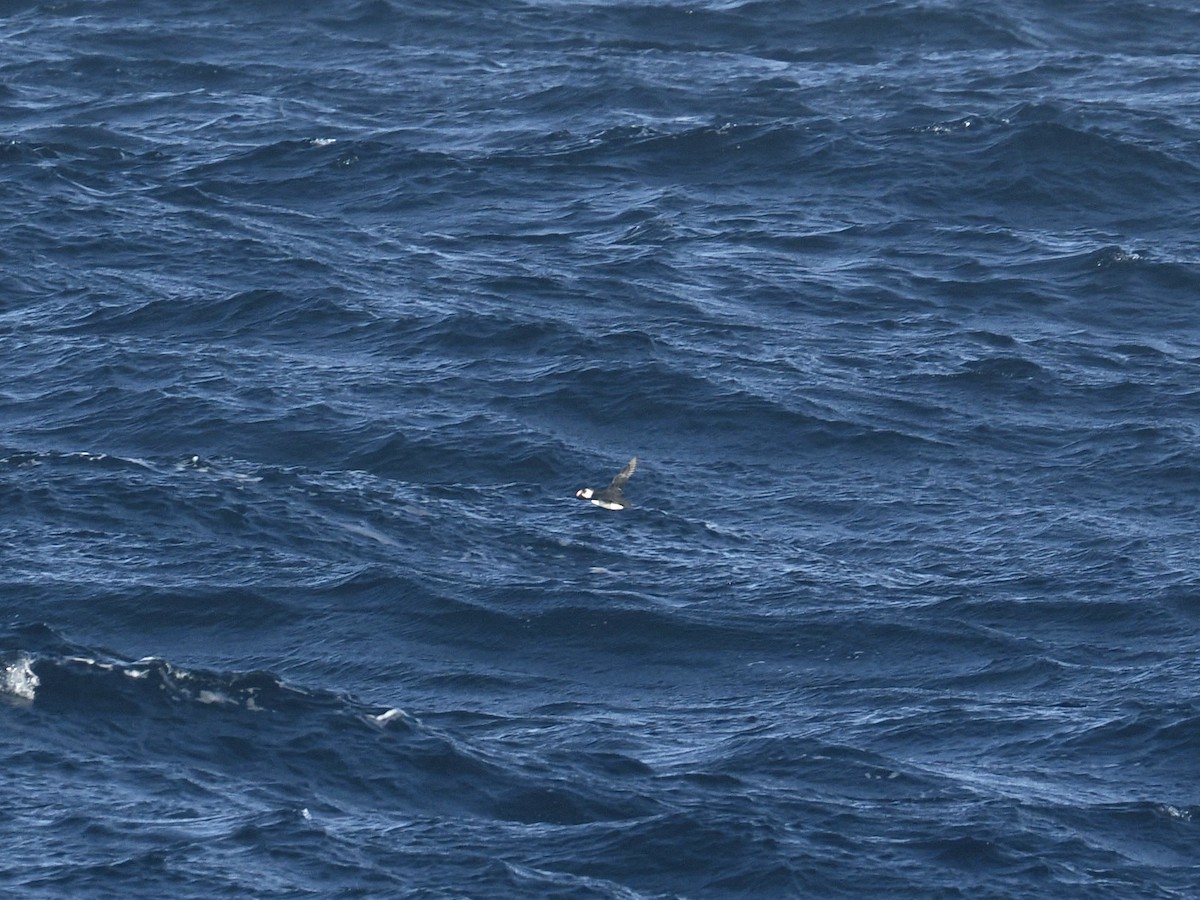 Atlantic Puffin - ML644257879