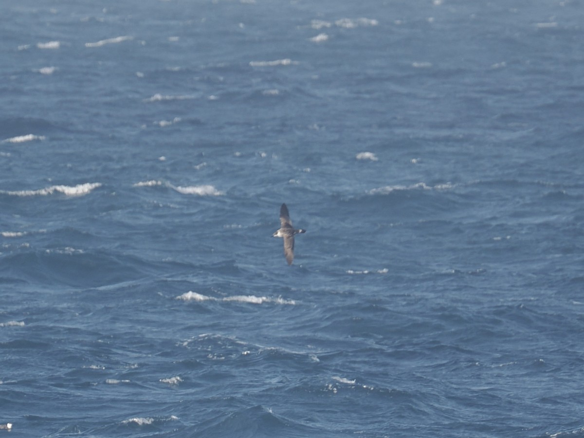 Great Shearwater - ML644257885