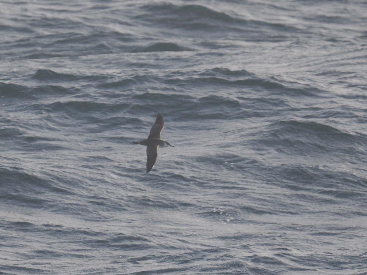 Great Shearwater - ML644257886