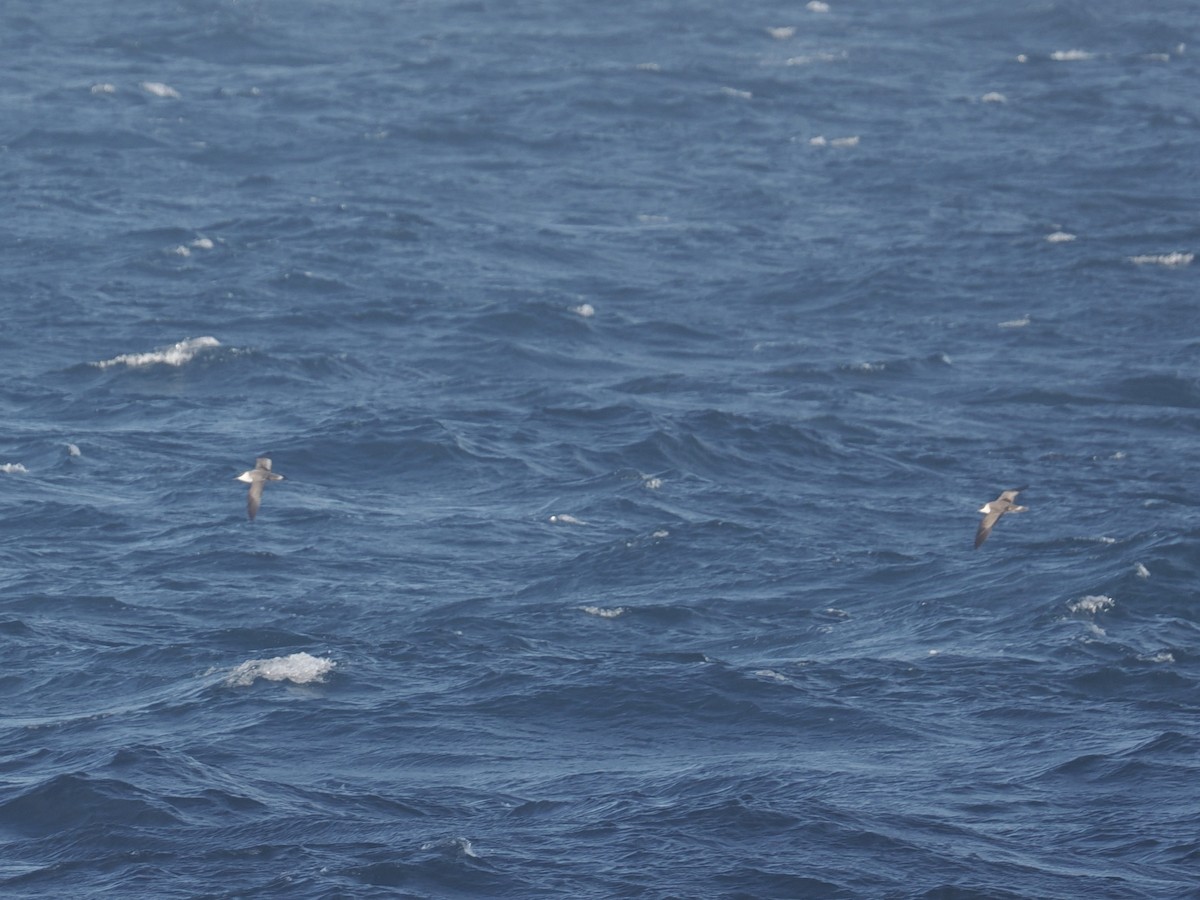 Great Shearwater - ML644257887