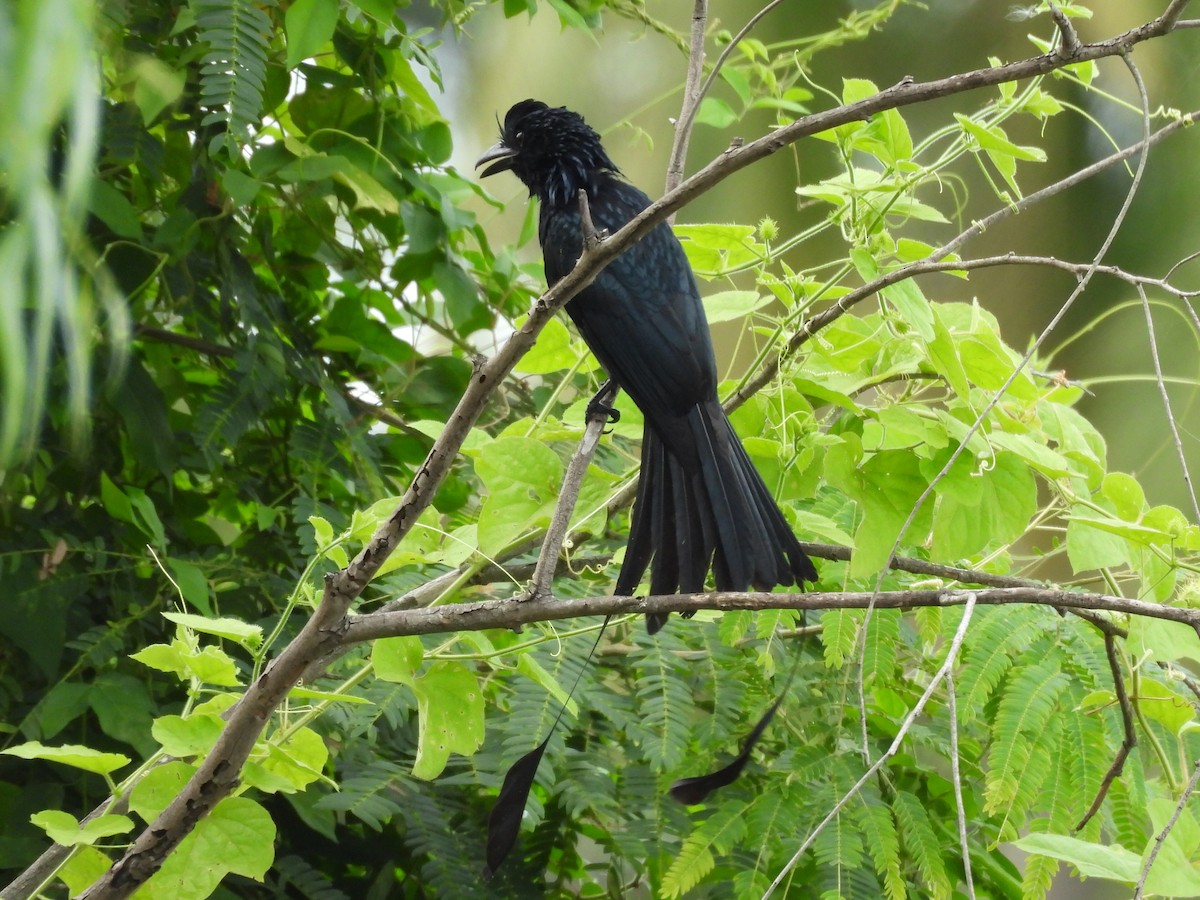 Drongo à raquettes - ML644257888