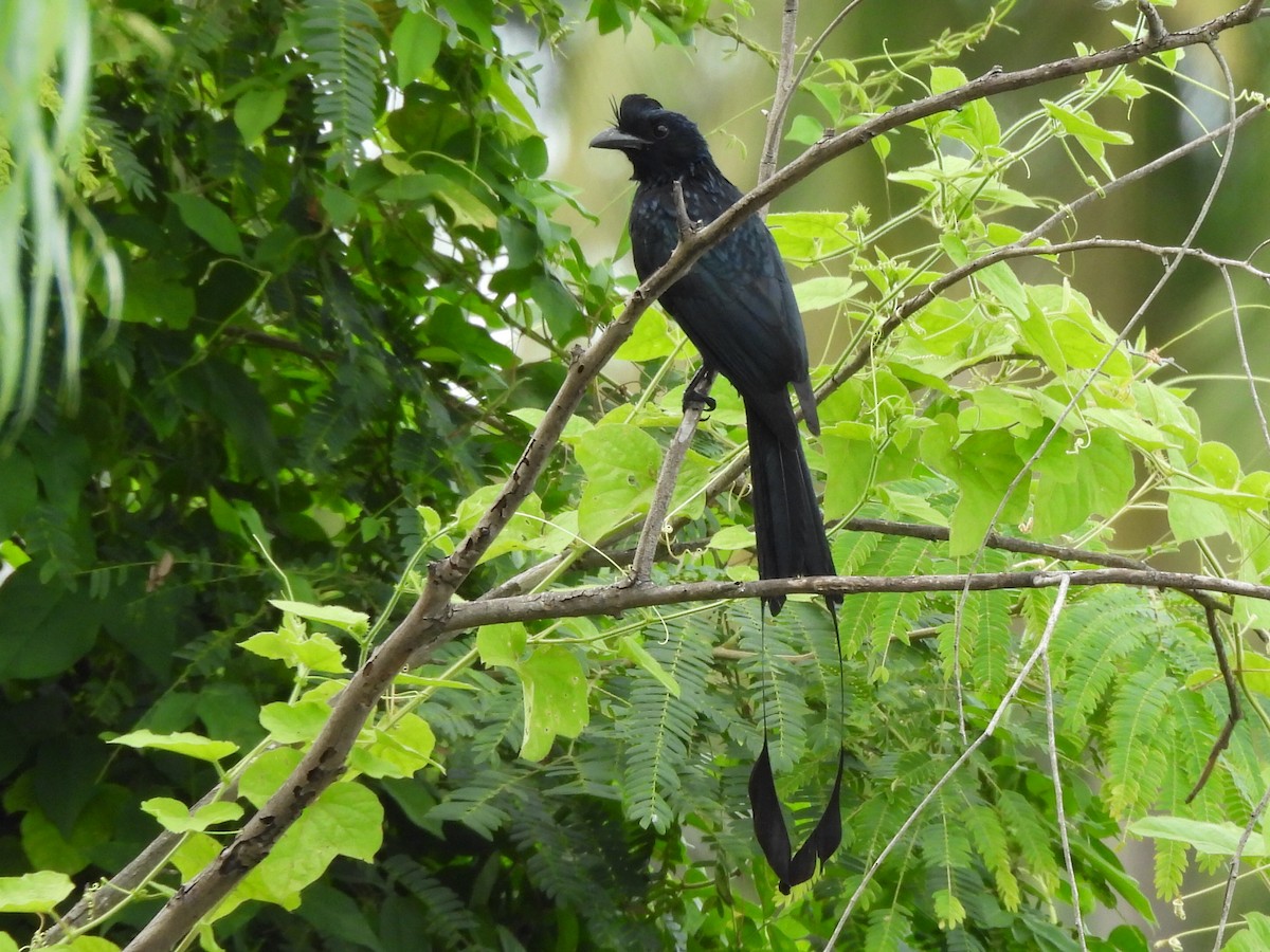Drongo à raquettes - ML644257894