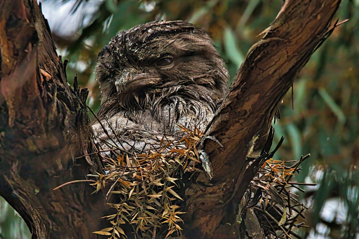 Tawny Frogmouth - ML644257900